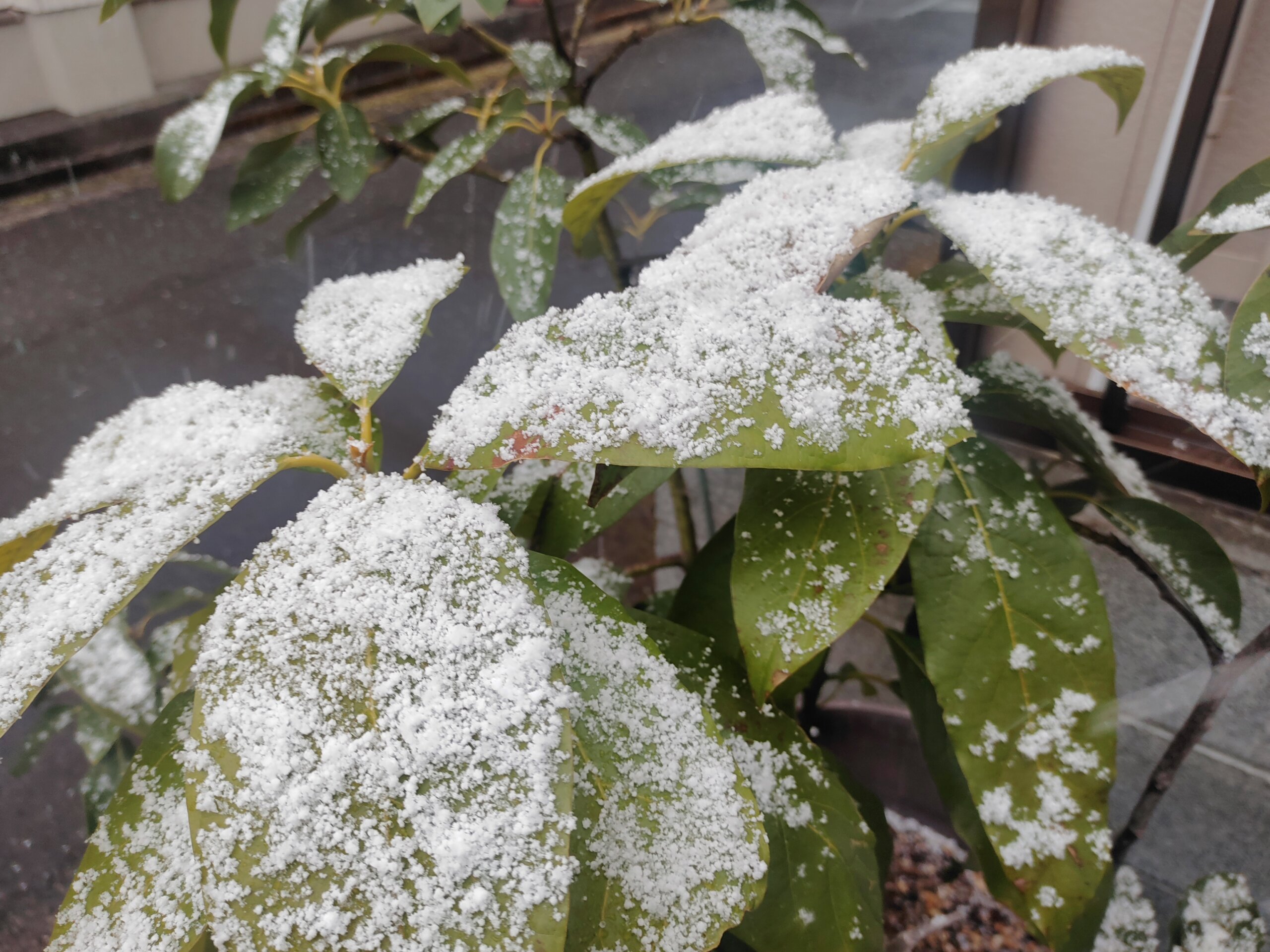 静岡市では珍しい雪景色
