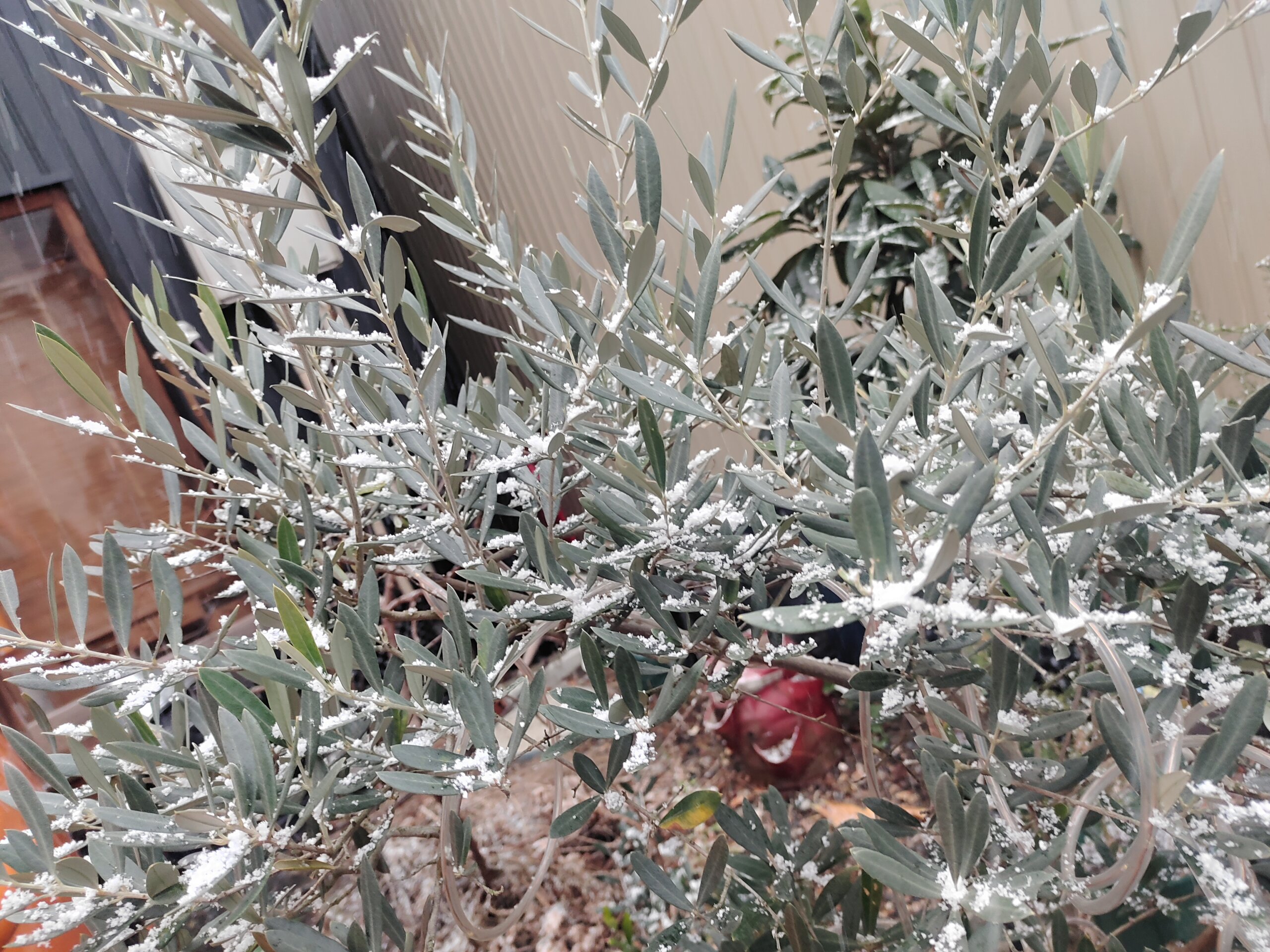 静岡市では珍しい雪景色