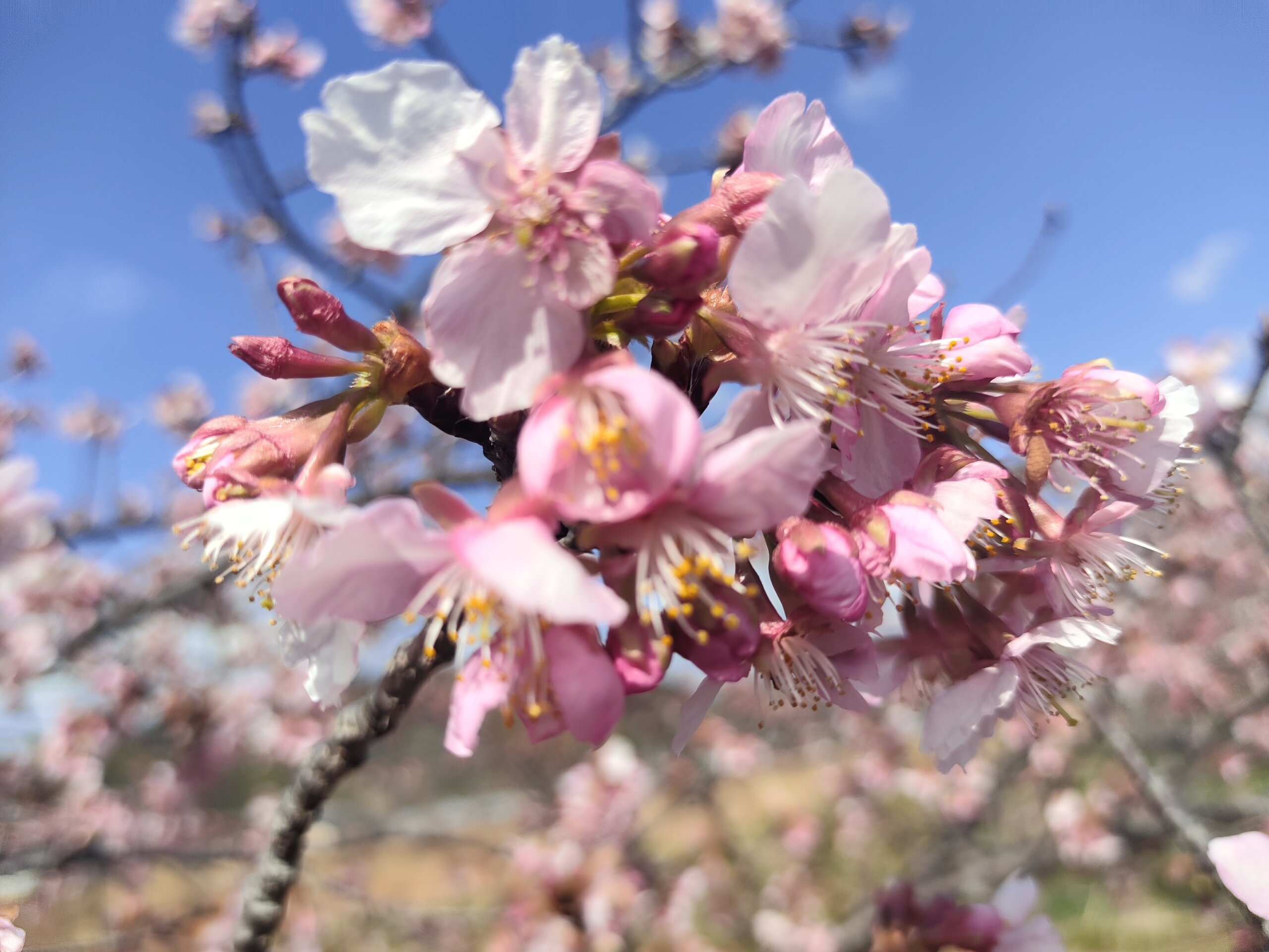 麻機遊水地のサクラ（2026年）